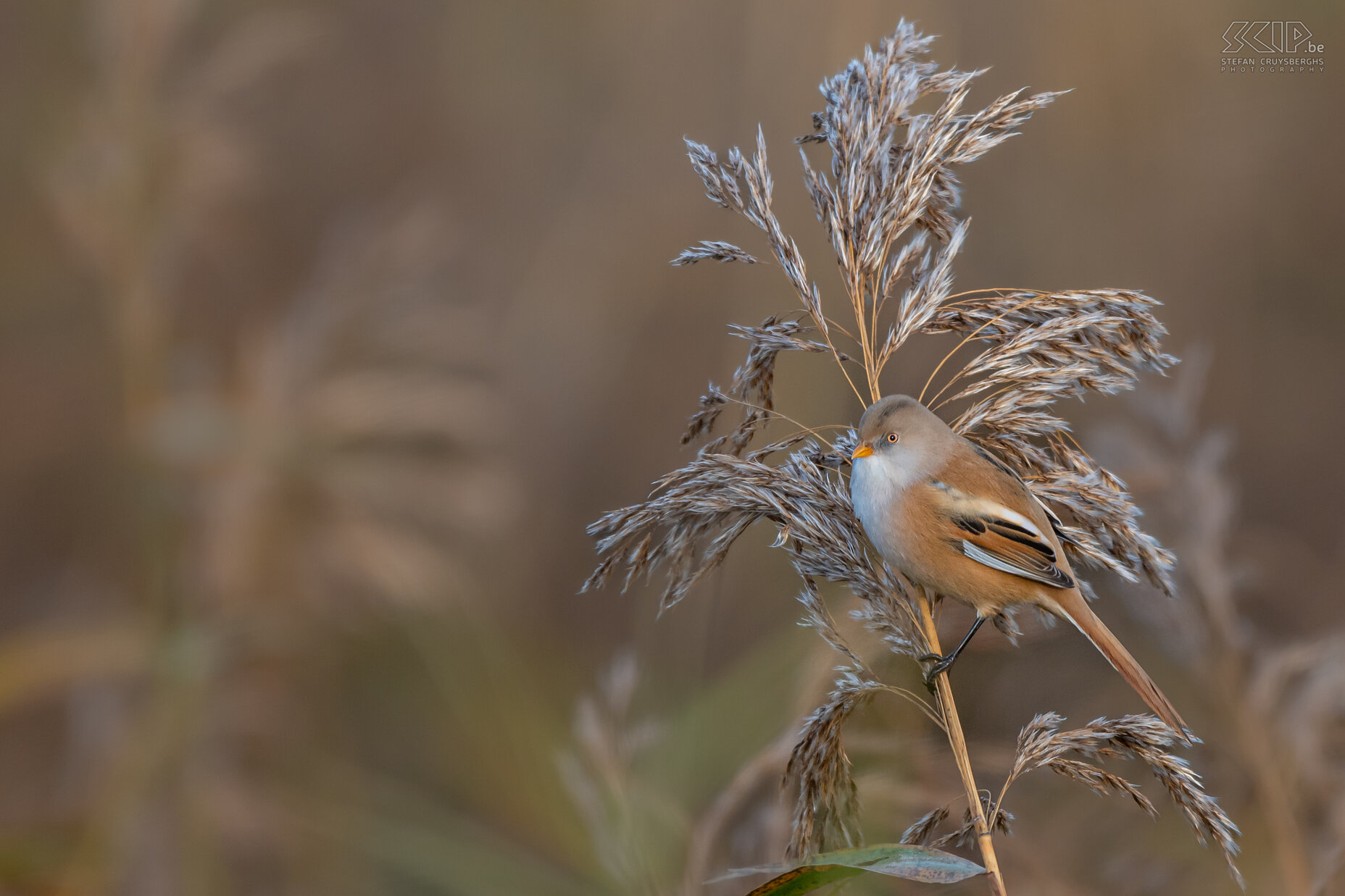 Bearded readling The bearded reedling can only be found in reed fields, they are quite social and are usually seen in groups of up to several dozen birds. The adult male has characteristic black 'moustache'. Stefan Cruysberghs